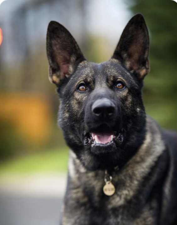 Police Mutual tweet media