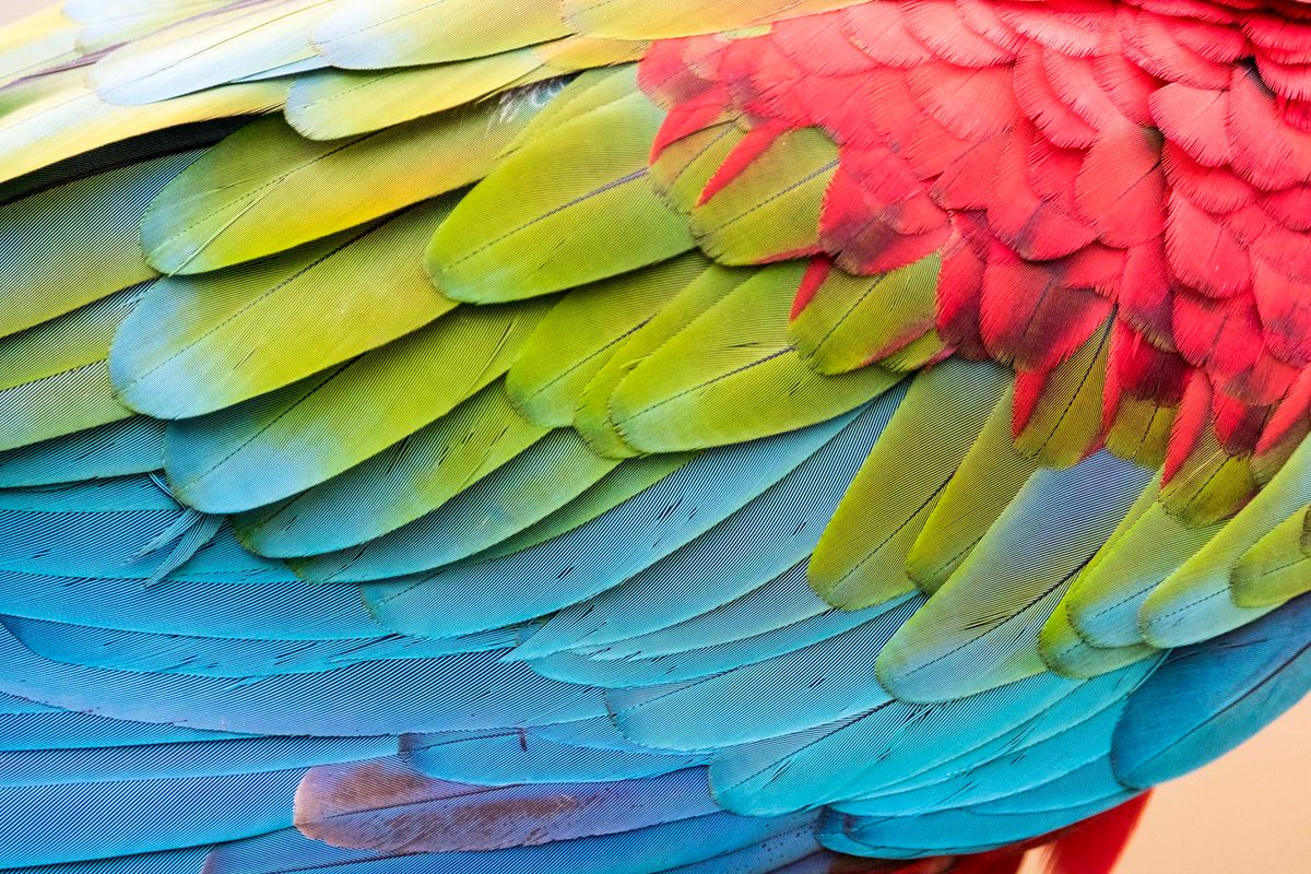 Info vétérinaire tweet media