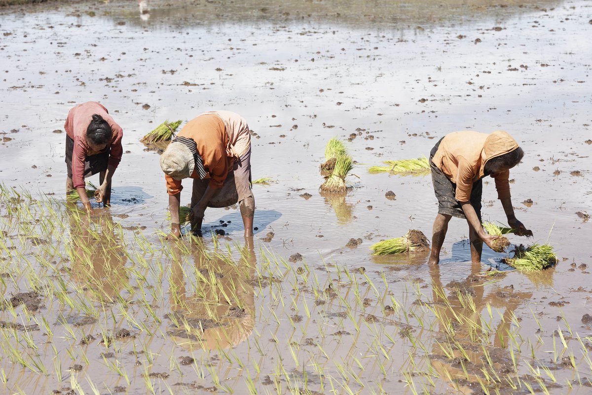 International Labour Organization tweet media