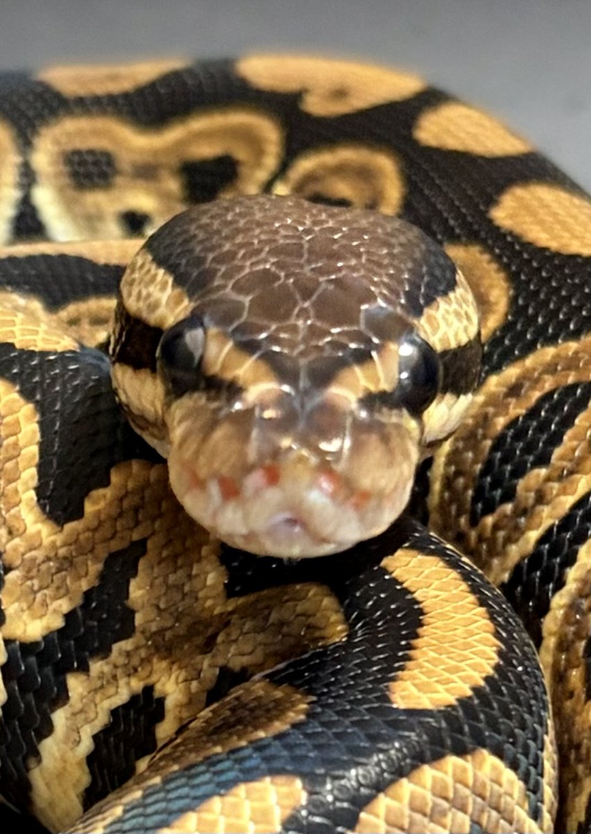 ZOyG8d7FKAYut2f's tweet image. かわちぃ😍
#ballpythons
#ボールパイソン