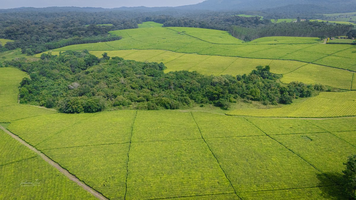 Ugandan Travel Photographer. tweet media