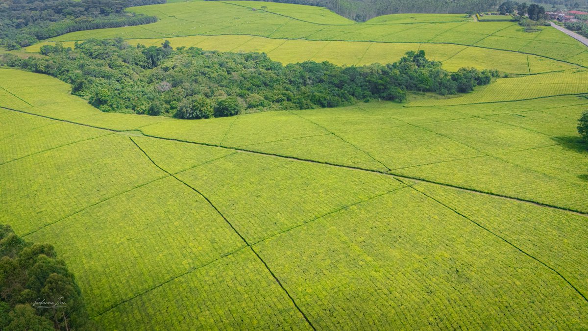 Ugandan Travel Photographer. tweet media