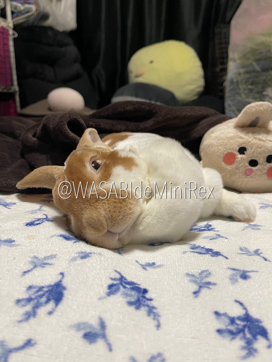 うさぎわさびc(⌒(_U･ω･U)_ tweet media