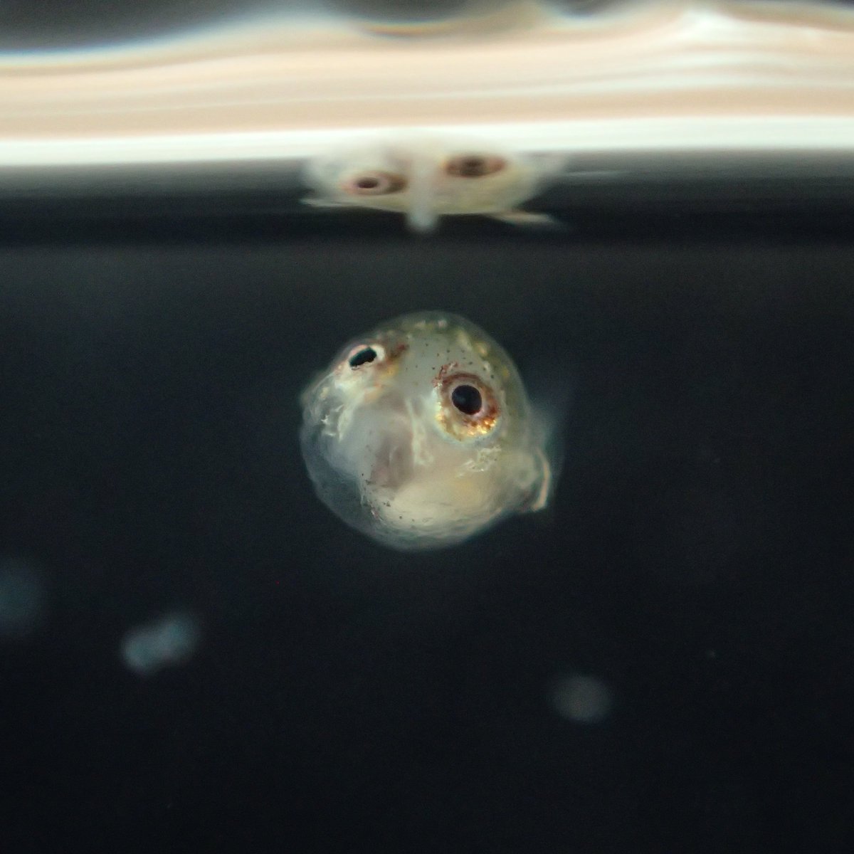 熱帯魚の繁殖には、放っておいても育つ種と、
どれだけ試行錯誤しても稚魚が育たない種がいます。

その違いは、単なる「難しい」ではなく、
稚魚が生き残るための条件が根本的に異なるからです。

・水槽内に“食べられる餌”が存在するか
・成長に必要な特殊な栄養があるか