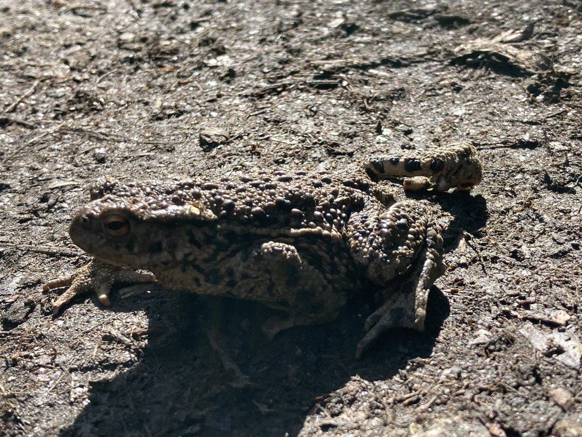 The Edinburgh Birdwatcher tweet media
