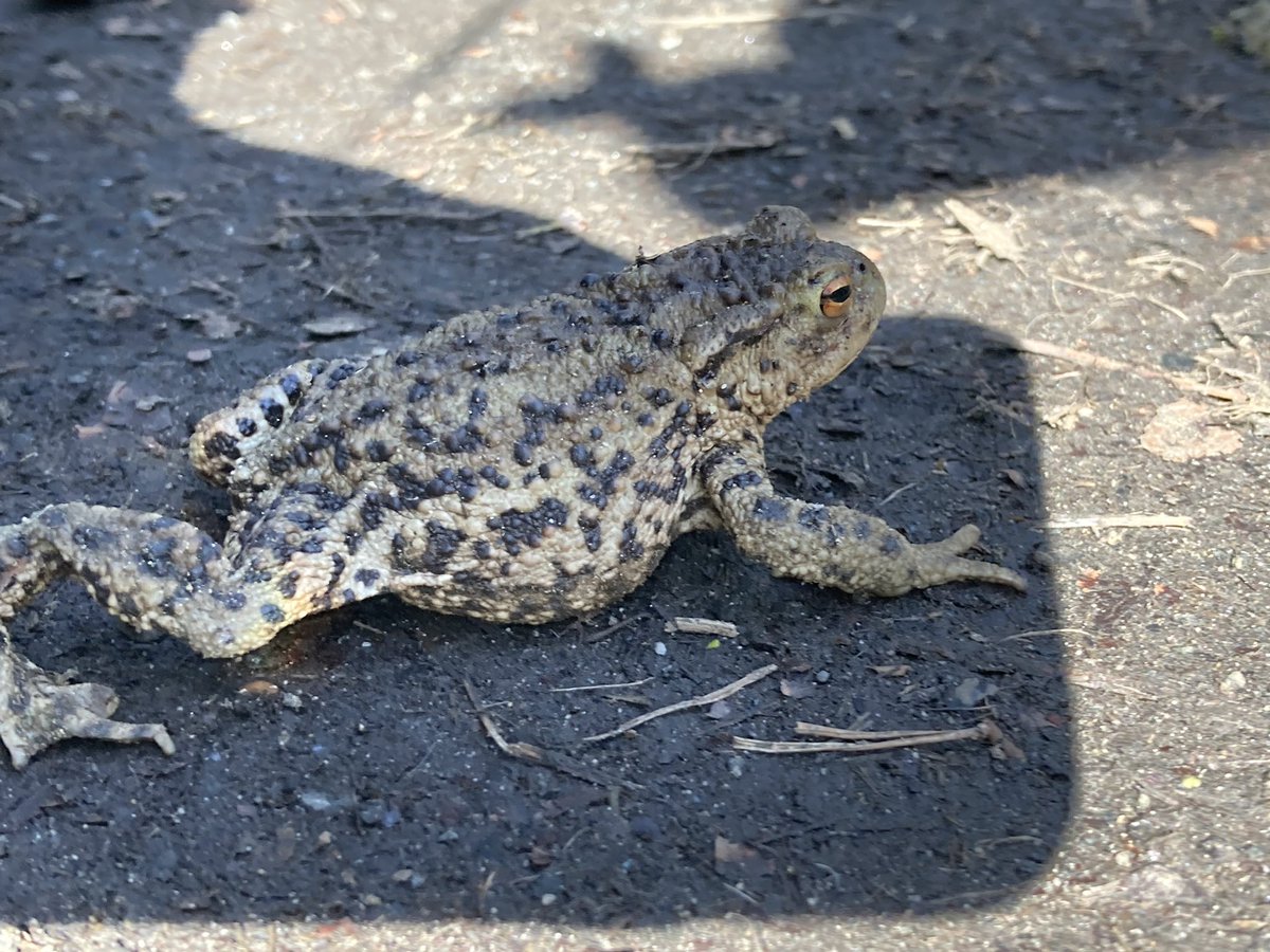 The Edinburgh Birdwatcher tweet media