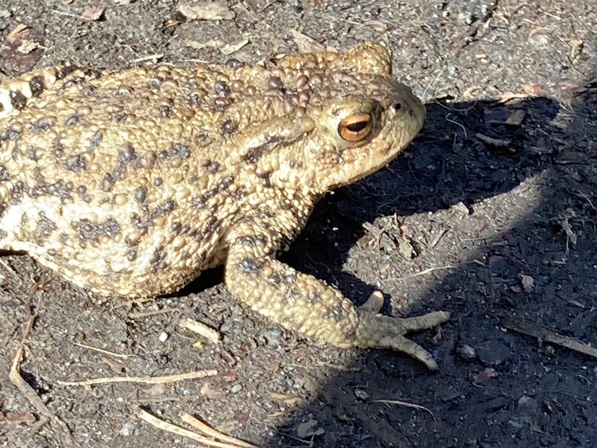 The Edinburgh Birdwatcher tweet media