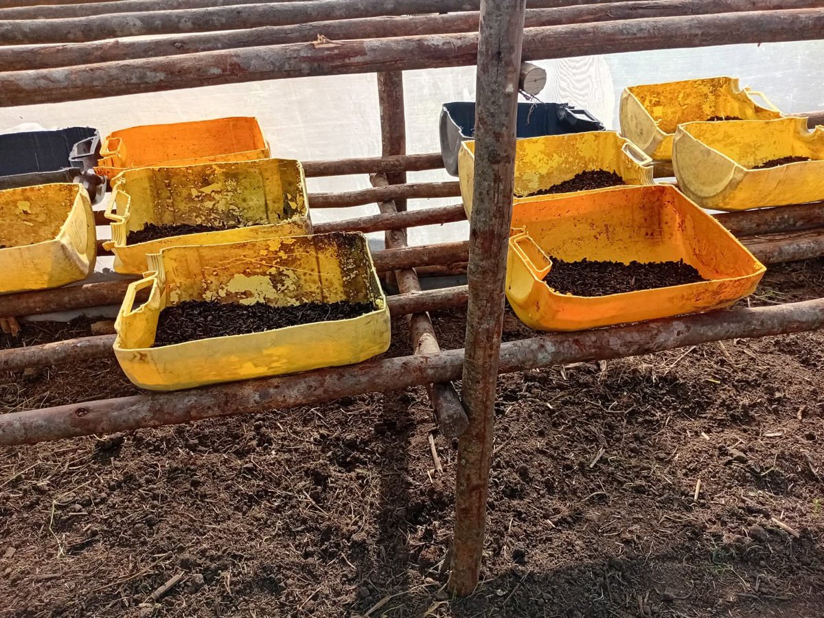 The Nigerian Farmer tweet media