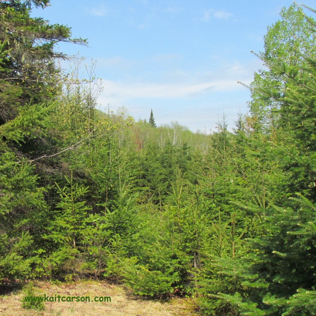 Kait Carson tweet media