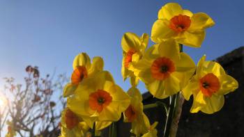 BBC Cornwall tweet media