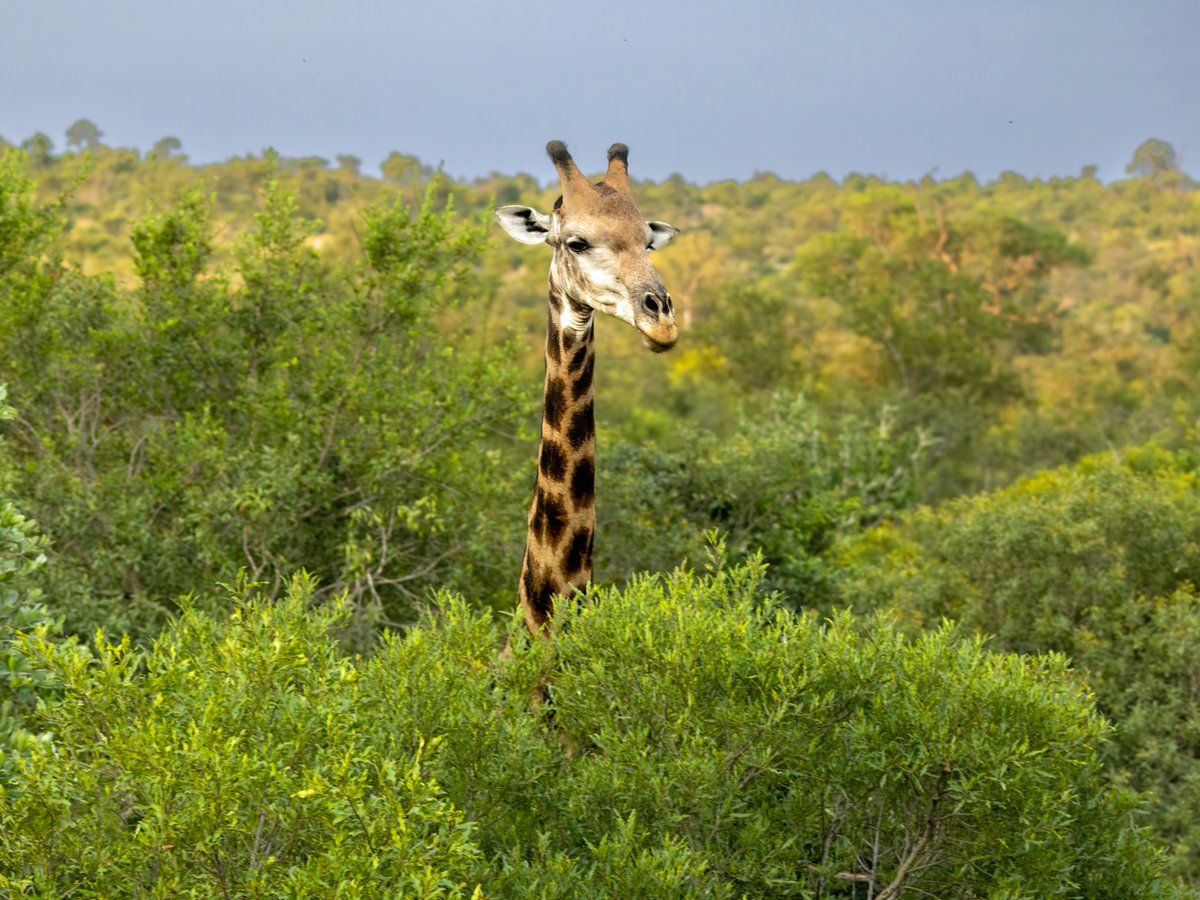 Discovery tweet media