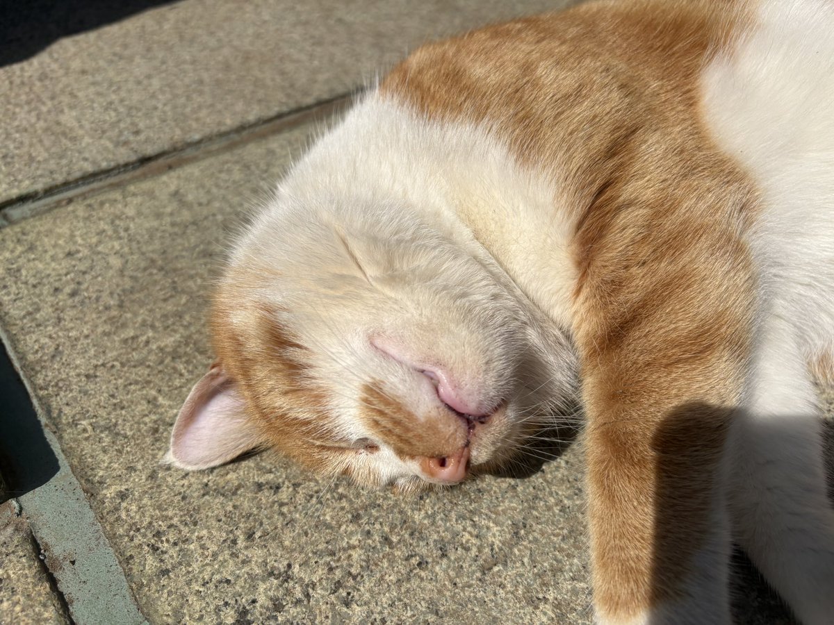 泪部長😭 tweet media