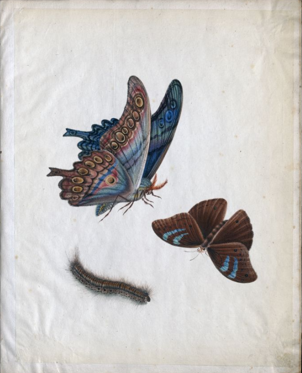 SOAS Special Collections tweet media