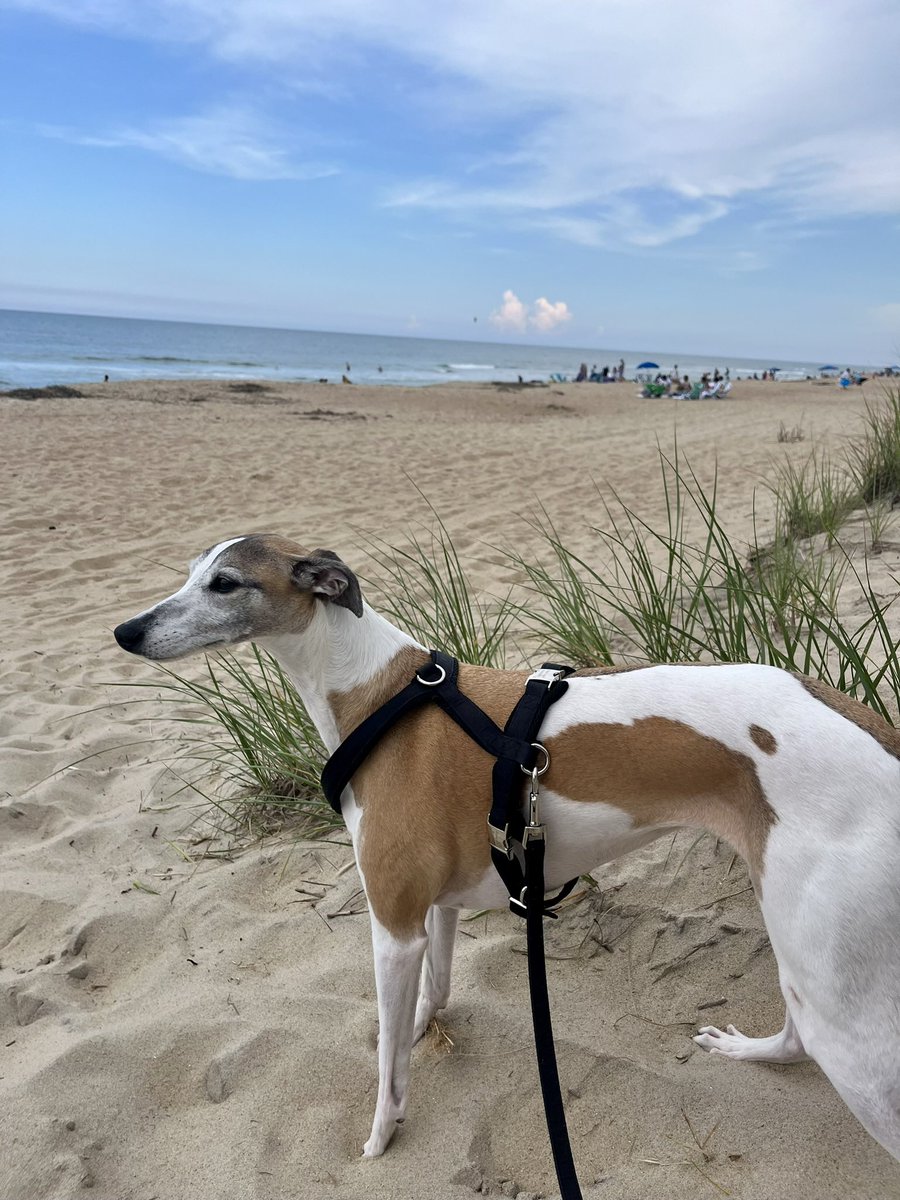 Cora the Whippet 🐕 tweet media