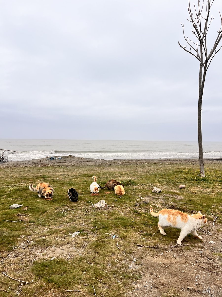 OnNumara tweet media