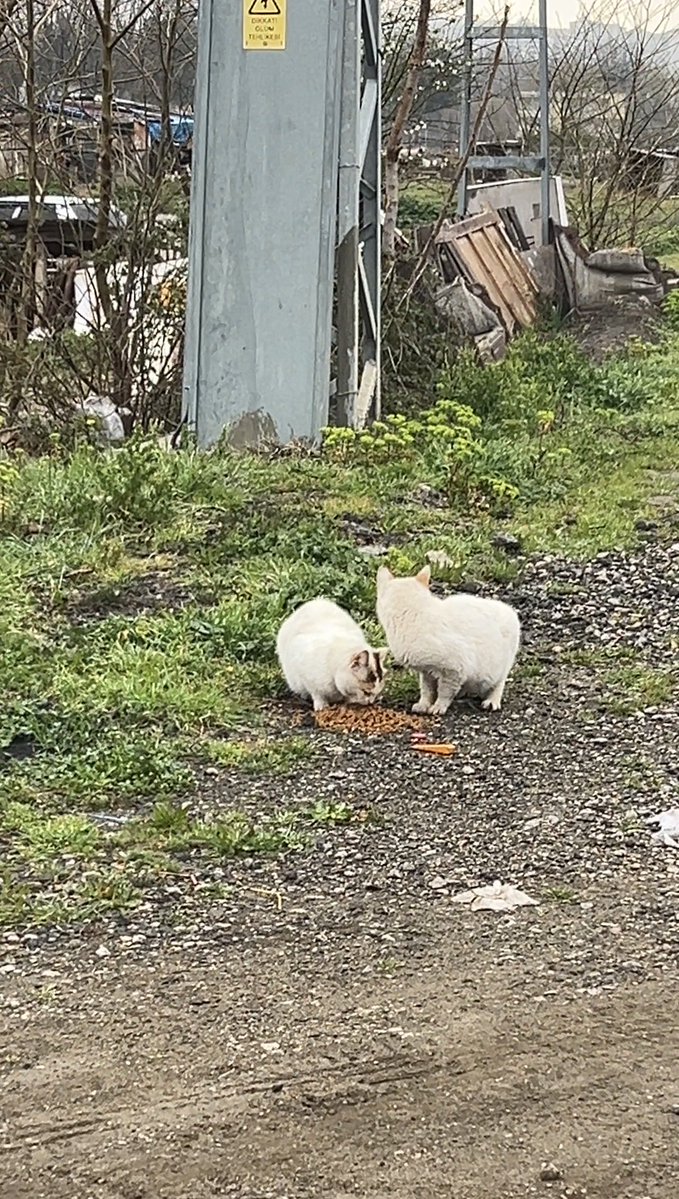 OnNumara tweet media