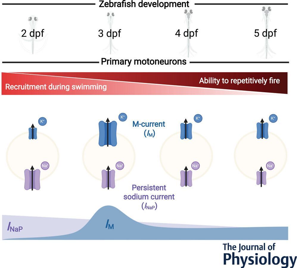 Journal of Physiology tweet media