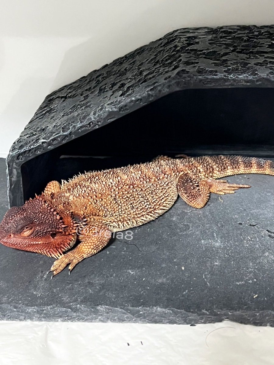 れいあ🐾🦎ໂ‧͡‧̫ ໃ⚡︎ tweet media