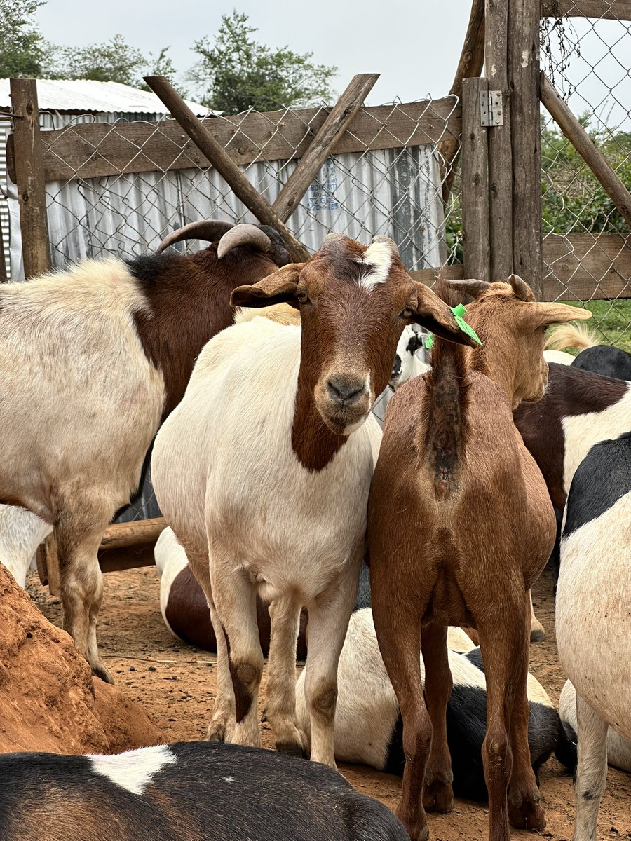 Youth Platform Africa tweet media