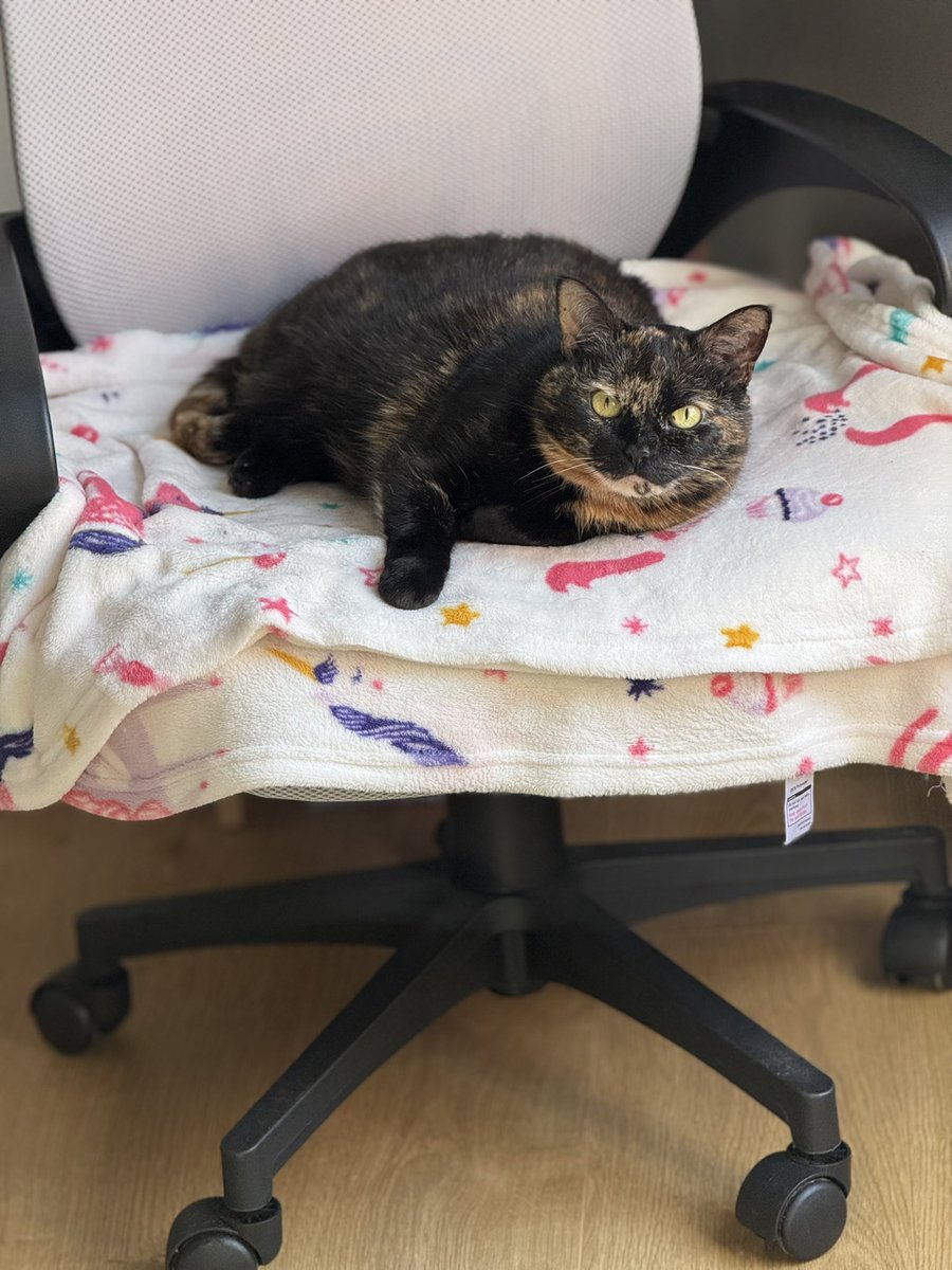 Biscuit😻🐦🐾💕 tweet media