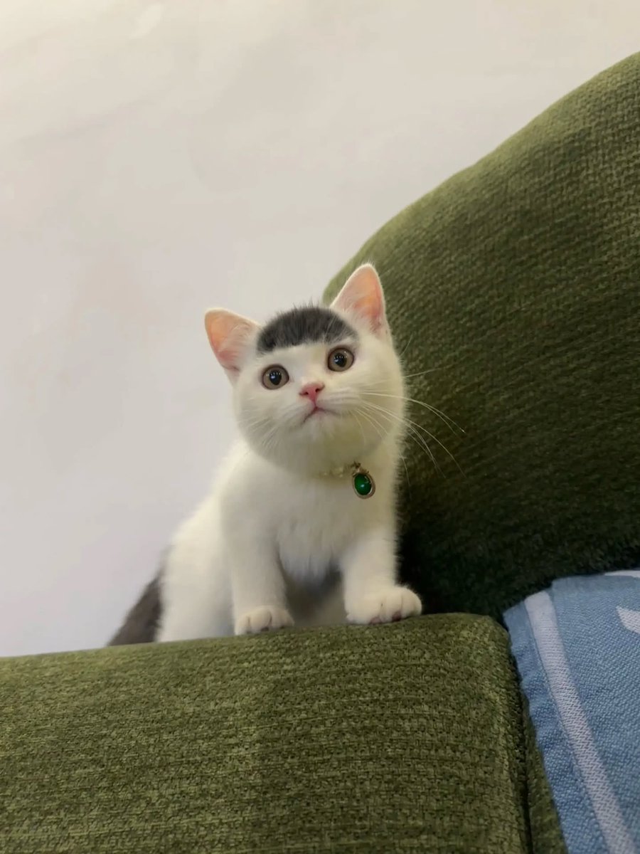 Cats for Happiness. tweet media