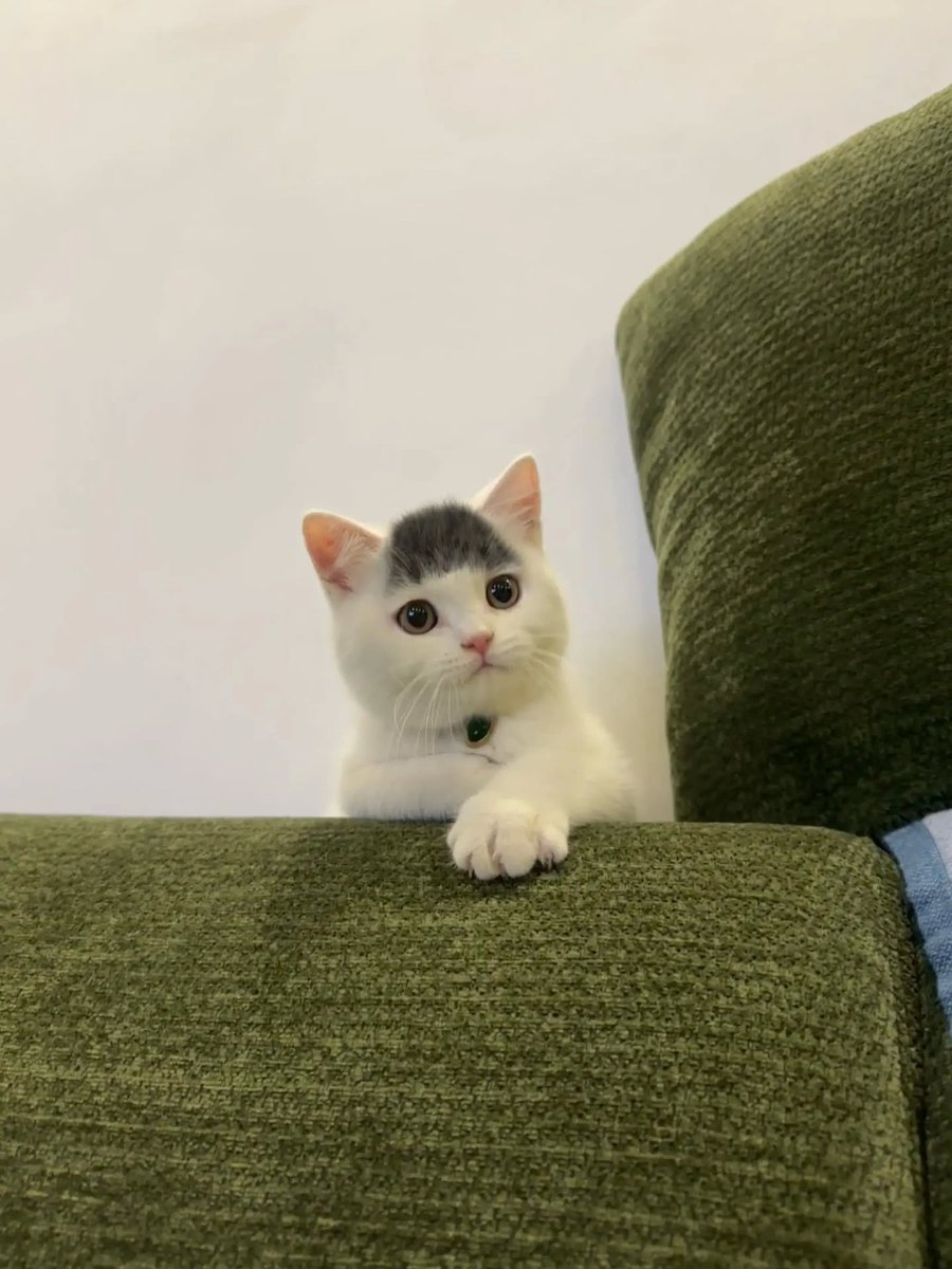 Cats for Happiness. tweet media