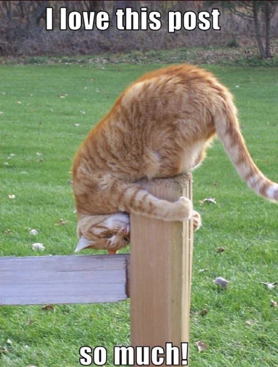 LoisAceLane tweet media