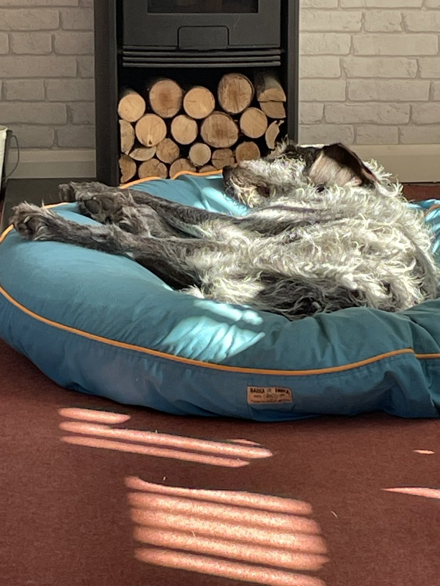 Boo #SaltySeaDog tweet media