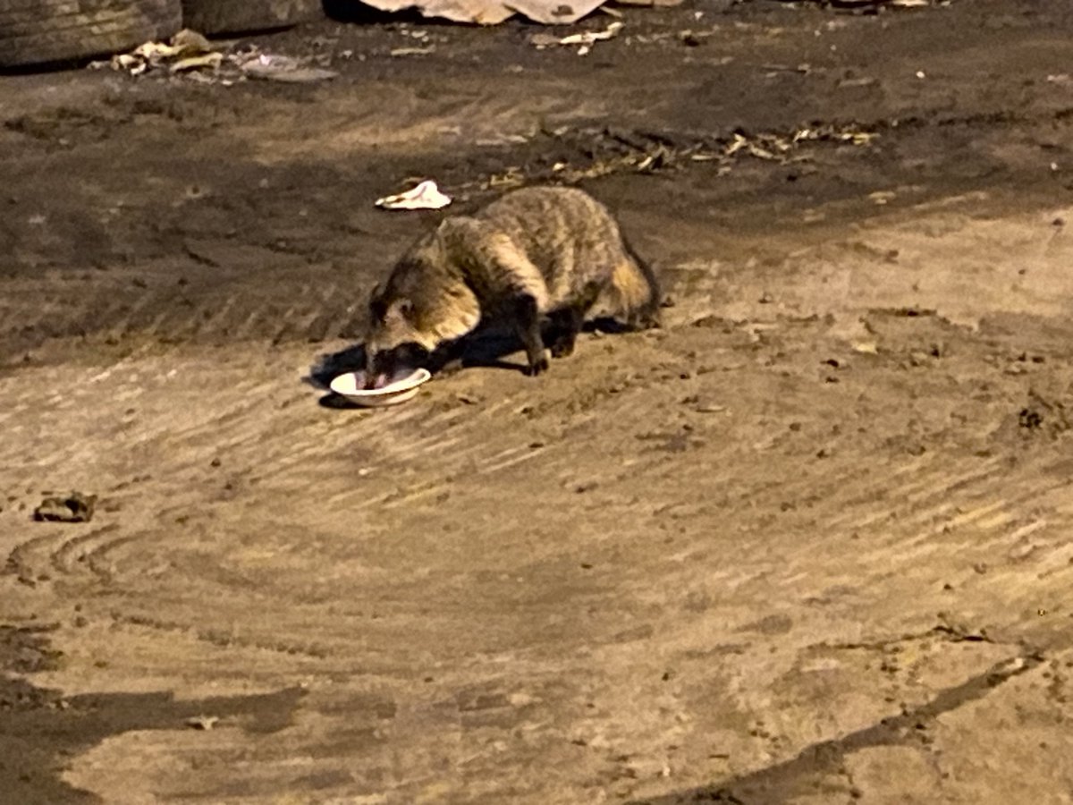 hara.bst tweet media