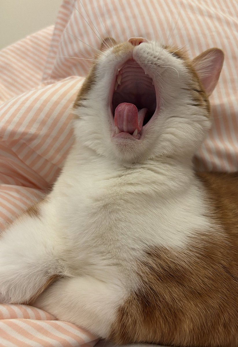 담이냥이 tweet media