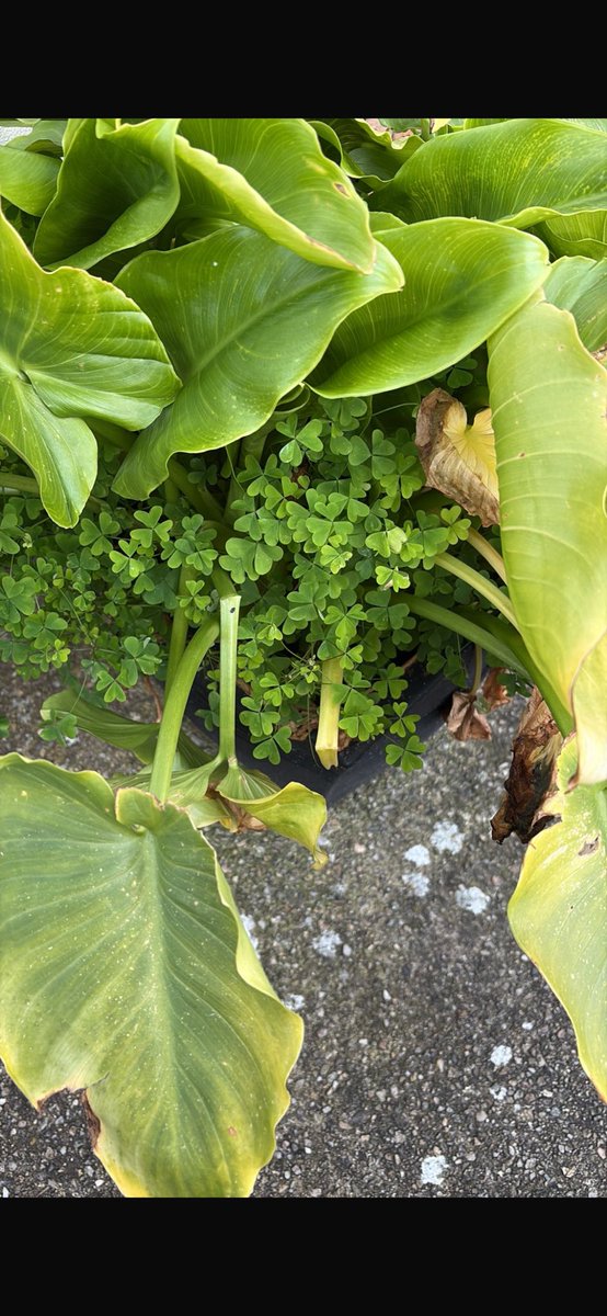 Davy Brown tweet media