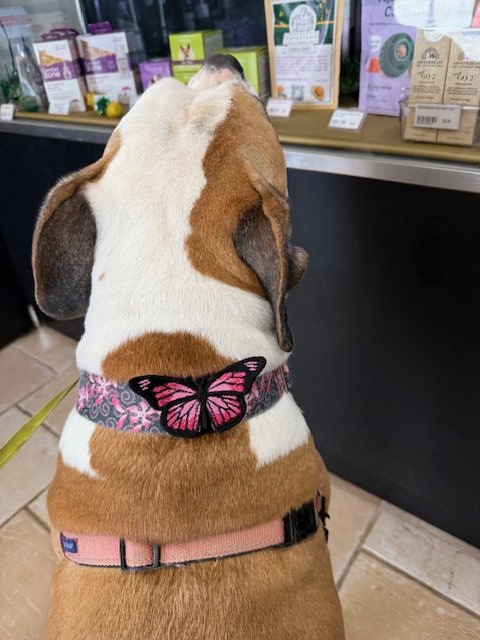 CreaturesCovers's tweet photo. We met a beautiful new furiend at The Vault, Germantown and she's sporting one of our collar 🦋  - it fits her 1.5" martingale collar pawfectly! This beautiful girl is turning 10 on Saturday!  Help us wish Scout a Happy Birthday!!! Thanks furiends!
❤️, Dahlia Rose 🌹 
#ccllc https://t.co/pZDU9rnmqF