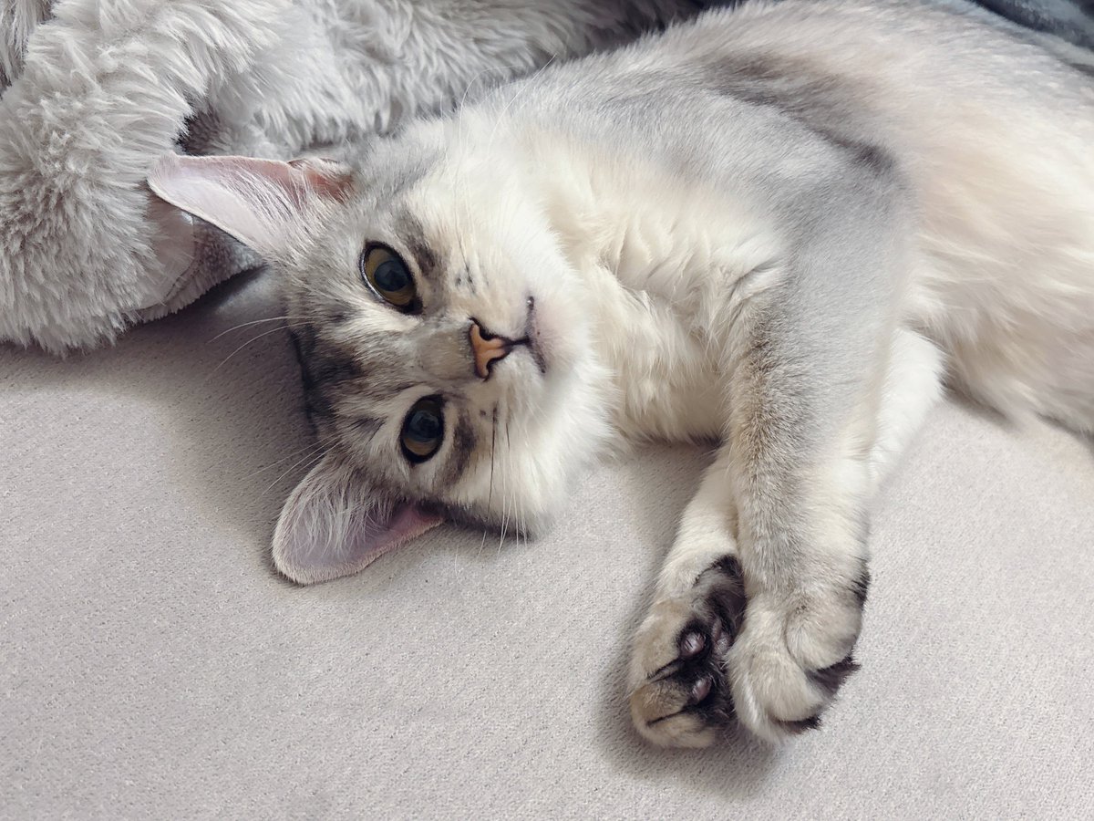 今週も繁忙期を乗り切ったからおそばが撫でていいよって来てくれた₍ ˄. ̫.˄₎♡
振り向くとねこがいるのってかなりの幸せすぎる