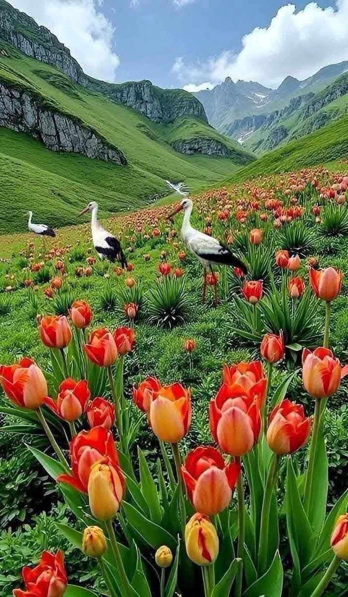 Zahid Bangash.(ZB) tweet media