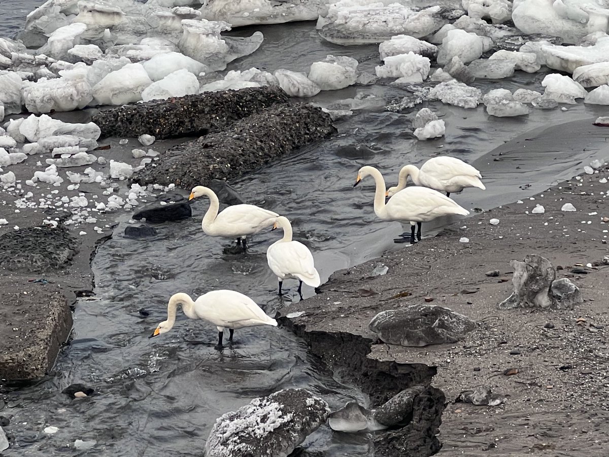 🎀あばしりYouTuber@Solareみっちゃん🎀 tweet media