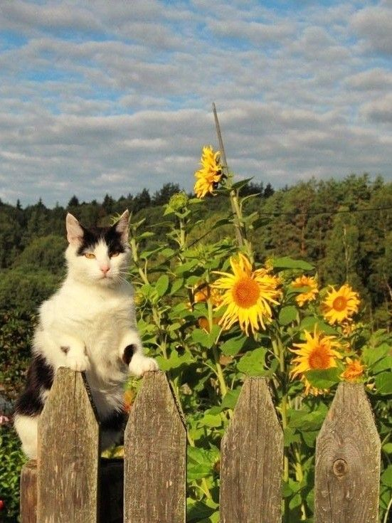 Metabolic Blueprint ⚡ tweet media