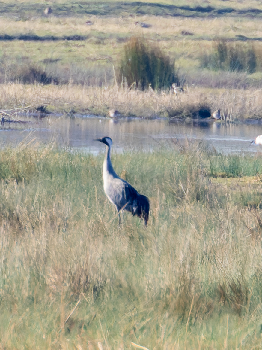 Pete Sutton tweet media