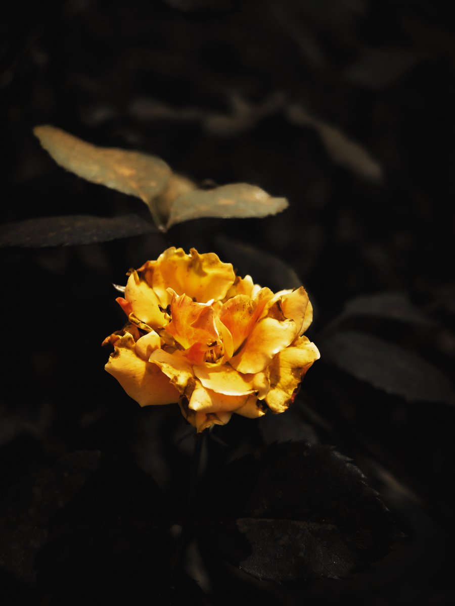 _Paritosh_ tweet media