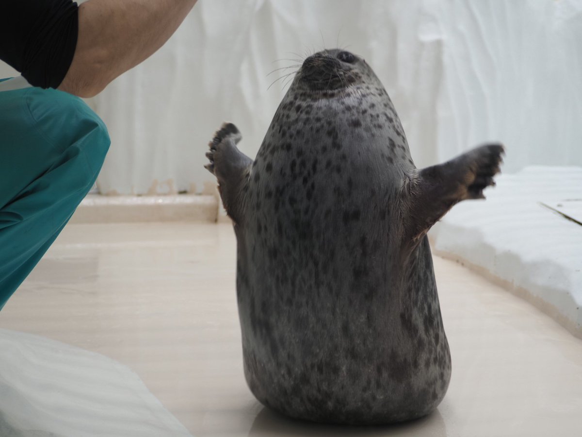 留(どめ) tweet media