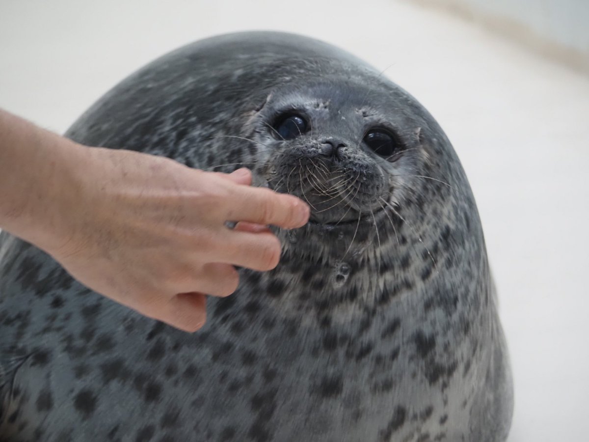 留(どめ) tweet media