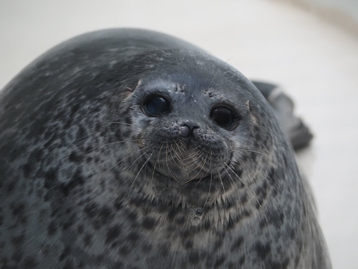 留(どめ) tweet media