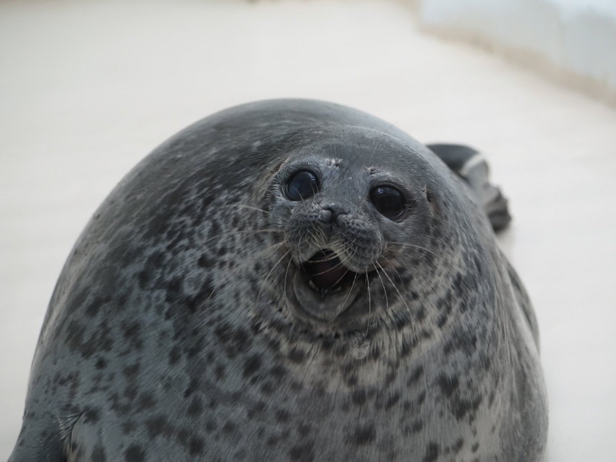 留(どめ) tweet media