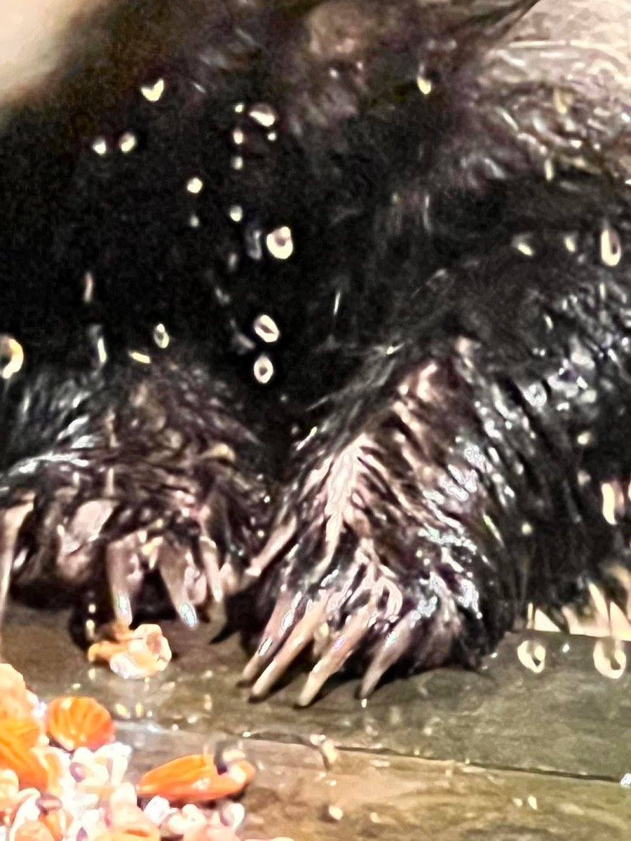 Mr Lumpy & Friends tweet media