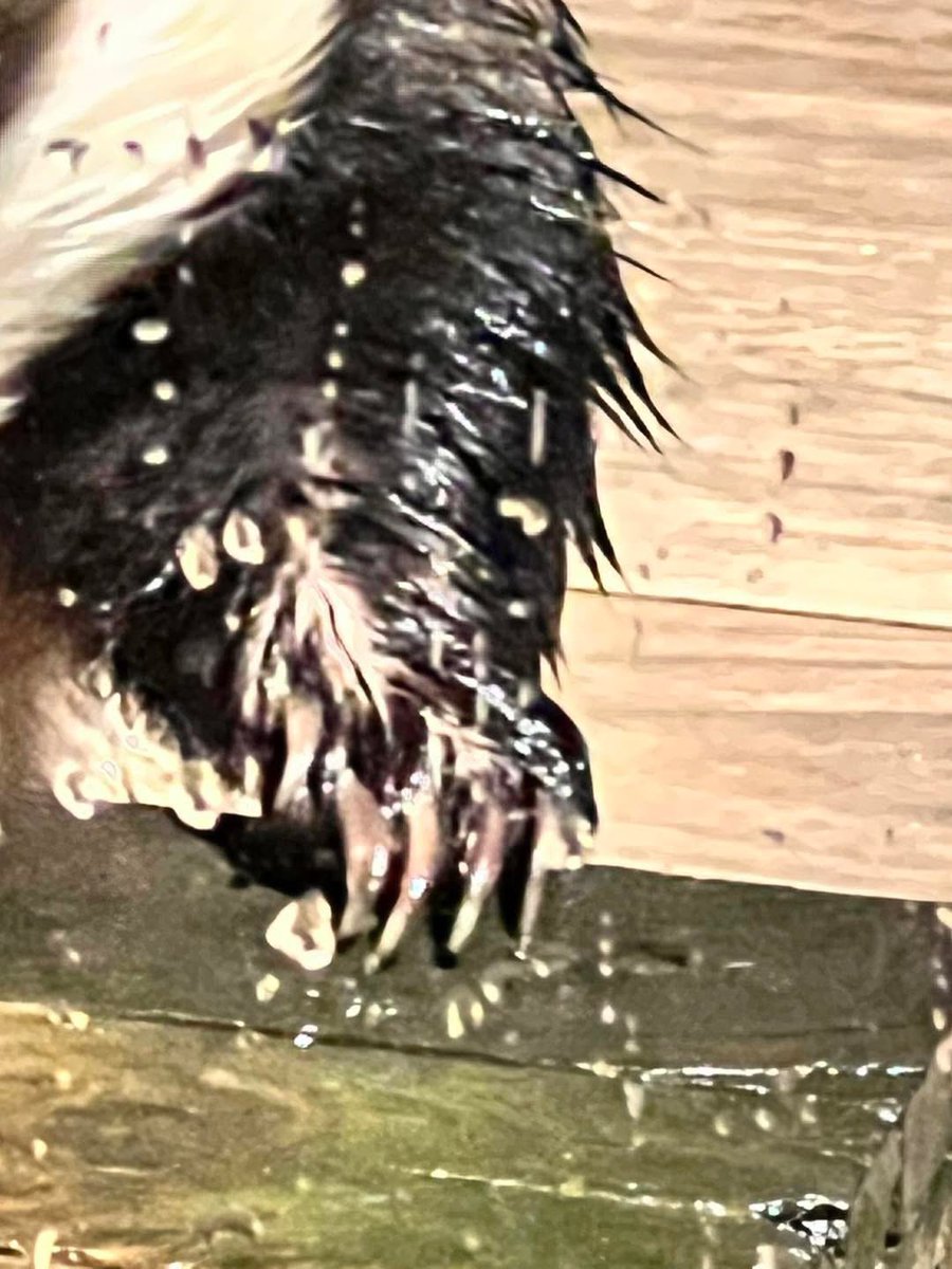 Mr Lumpy & Friends tweet media