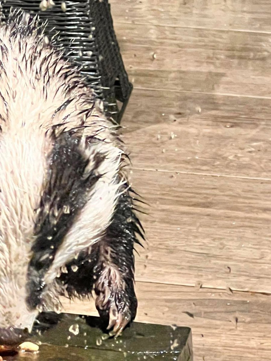 Mr Lumpy & Friends tweet media