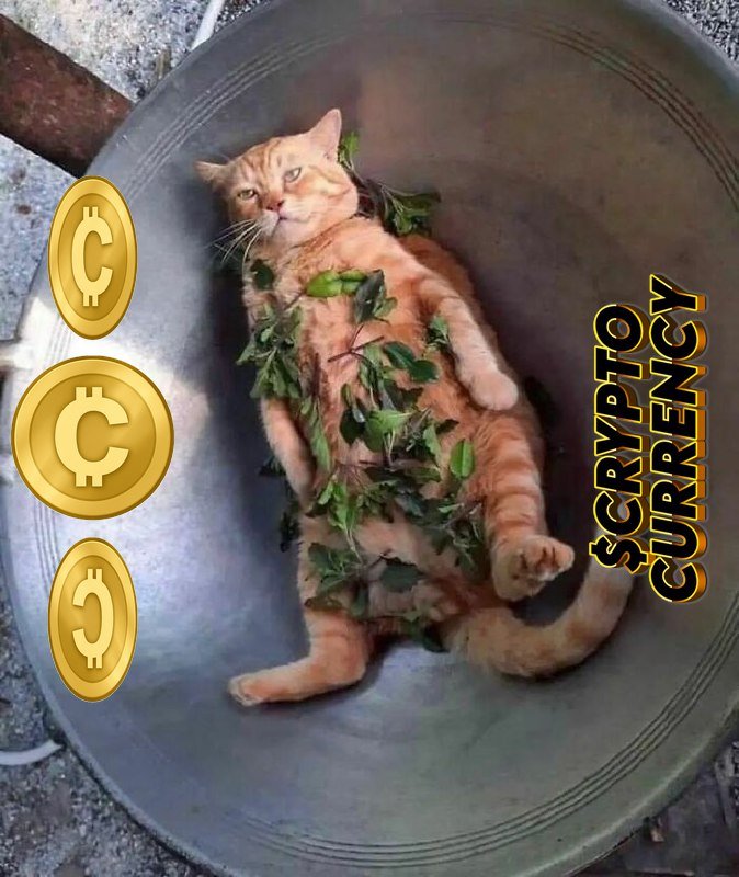 Frothless tweet media