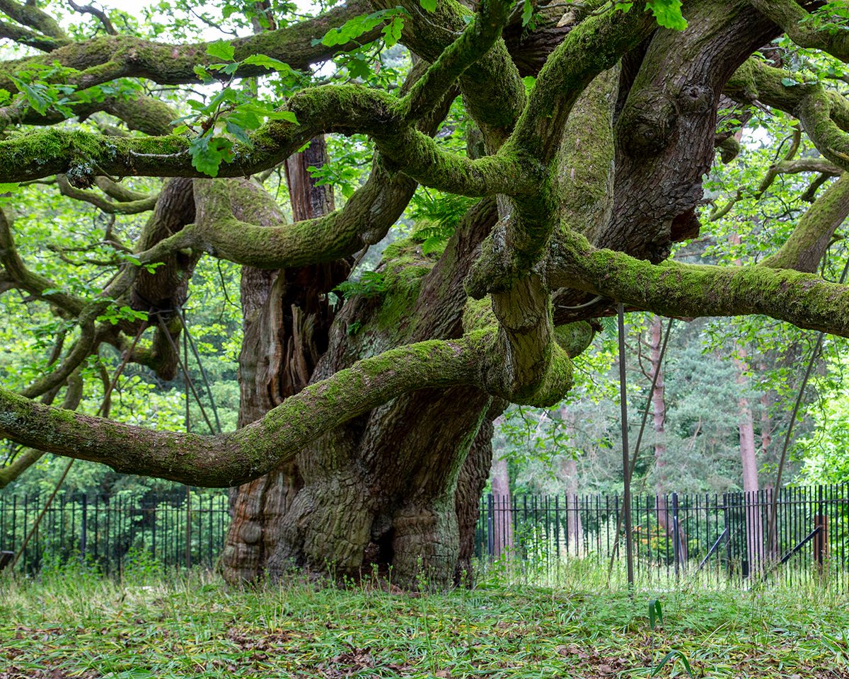 Liverpool Parks tweet media