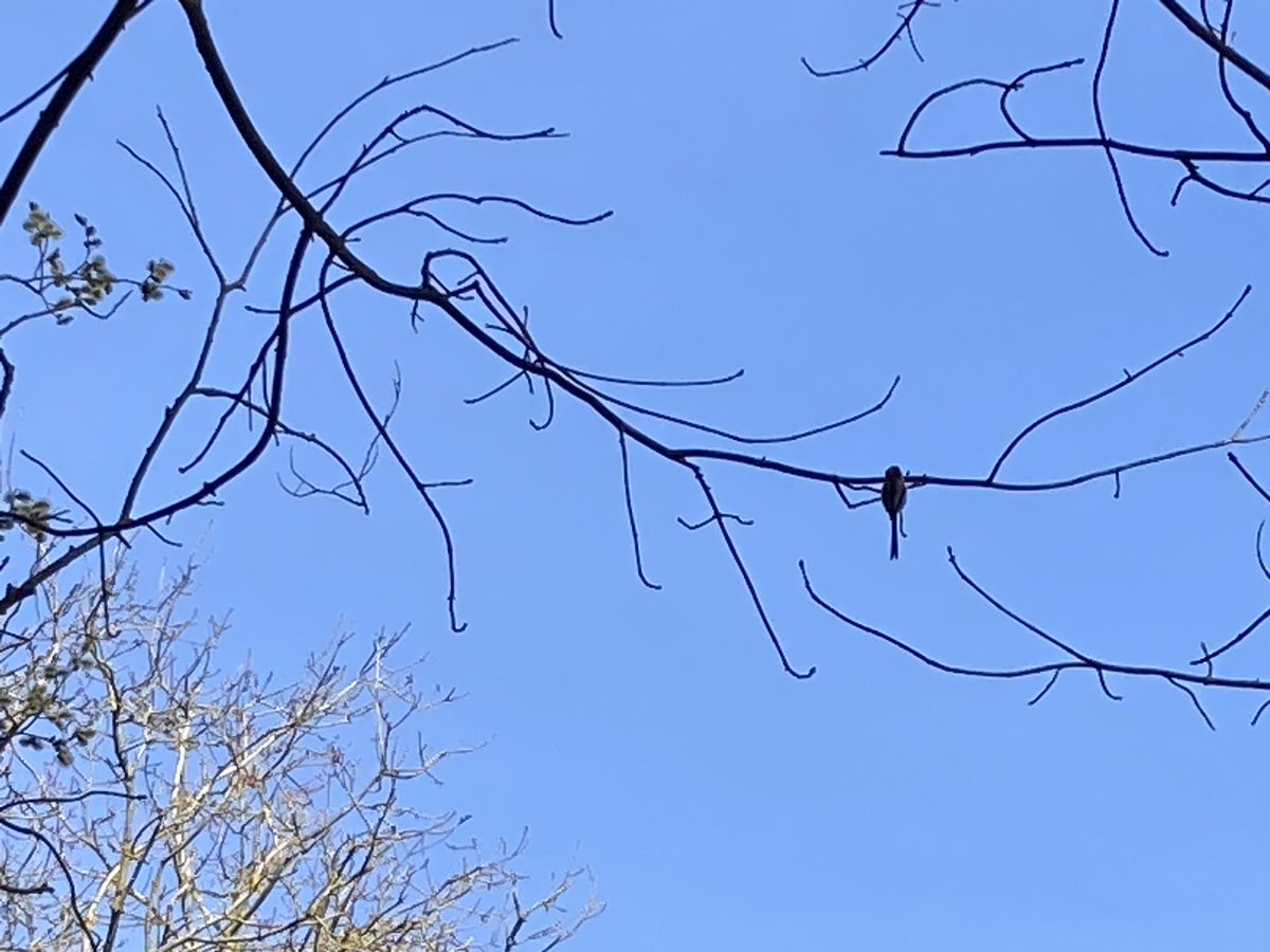 The Edinburgh Birdwatcher tweet media