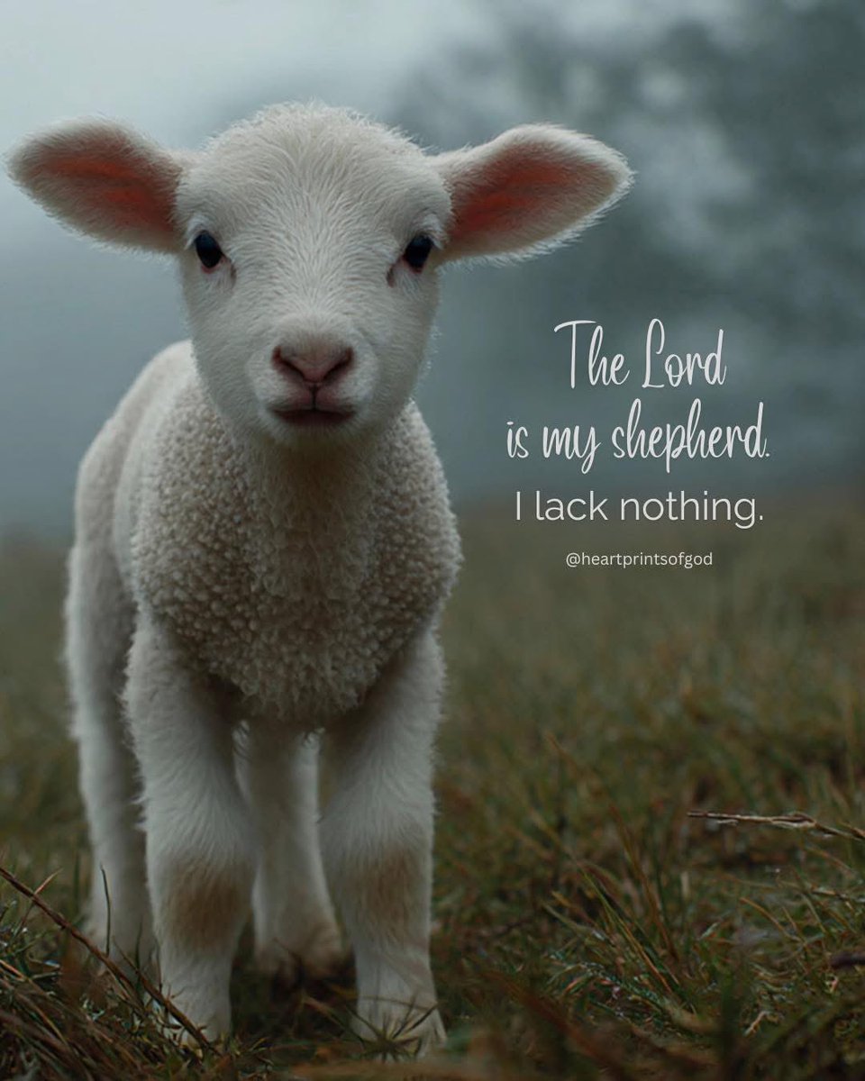 Sandi Maitland tweet media