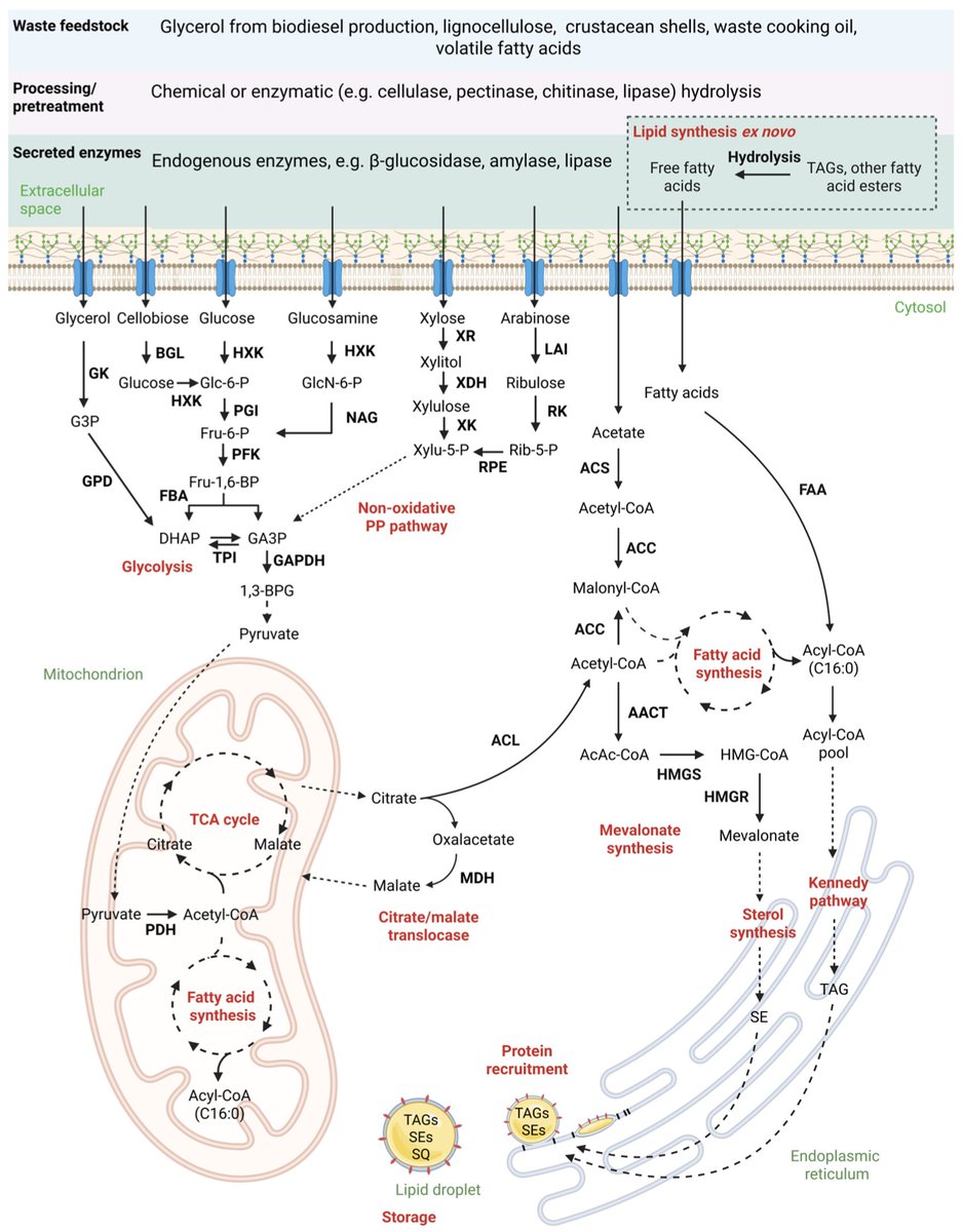 Microorganisms MDPI tweet media